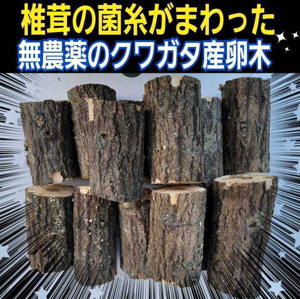 産卵木【6本】クヌギ・ナラ 菌糸がしっかりまわってます!ニジイロにお薦め!原木の相場高騰で入手困難 数量限定販売!直径7~10センチ