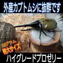 超ビックサイズ！　特大65g【100個】成分に拘わり抜いた最高峰　産卵促進・長寿・体力増進　クワガタゼリー　カブトムシゼリー　昆虫ゼリー_画像3