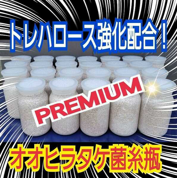 極上☆オオヒラタケ菌糸瓶1100ml【7本】トレハロース・ローヤルゼリー・アルギニン強化配合　1番菌(初菌)のみで作成　クヌギ100％オガ原料