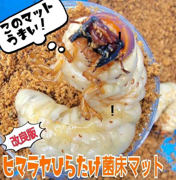クワガタ幼虫専用 改良版!菌床粉砕マット 瓶に詰めるだけ オオクワ、ヒラタ、ニジイロに! 初令から羽化までOK 菌糸の甘い香りする
