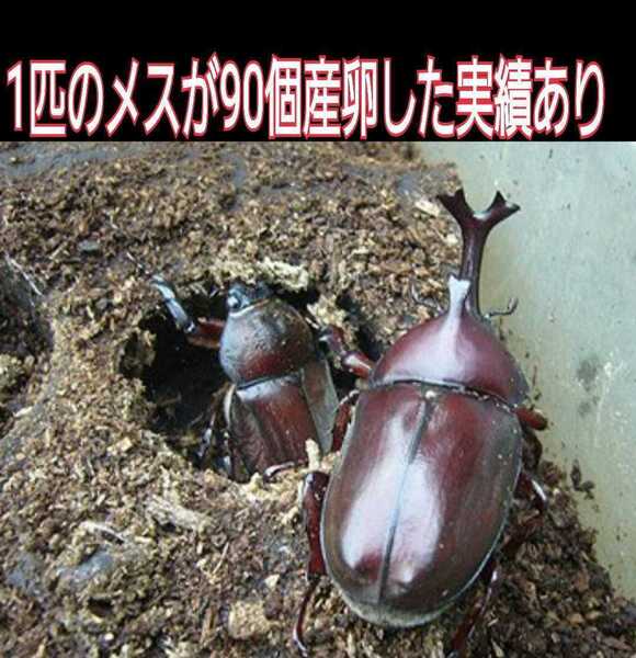 オオヒラタケ菌床天然発酵カブトムシマット(50L)自然界のバクテリアのみで完成しました! 天然に近い環境で幼虫を飼育したい方にお薦め!
