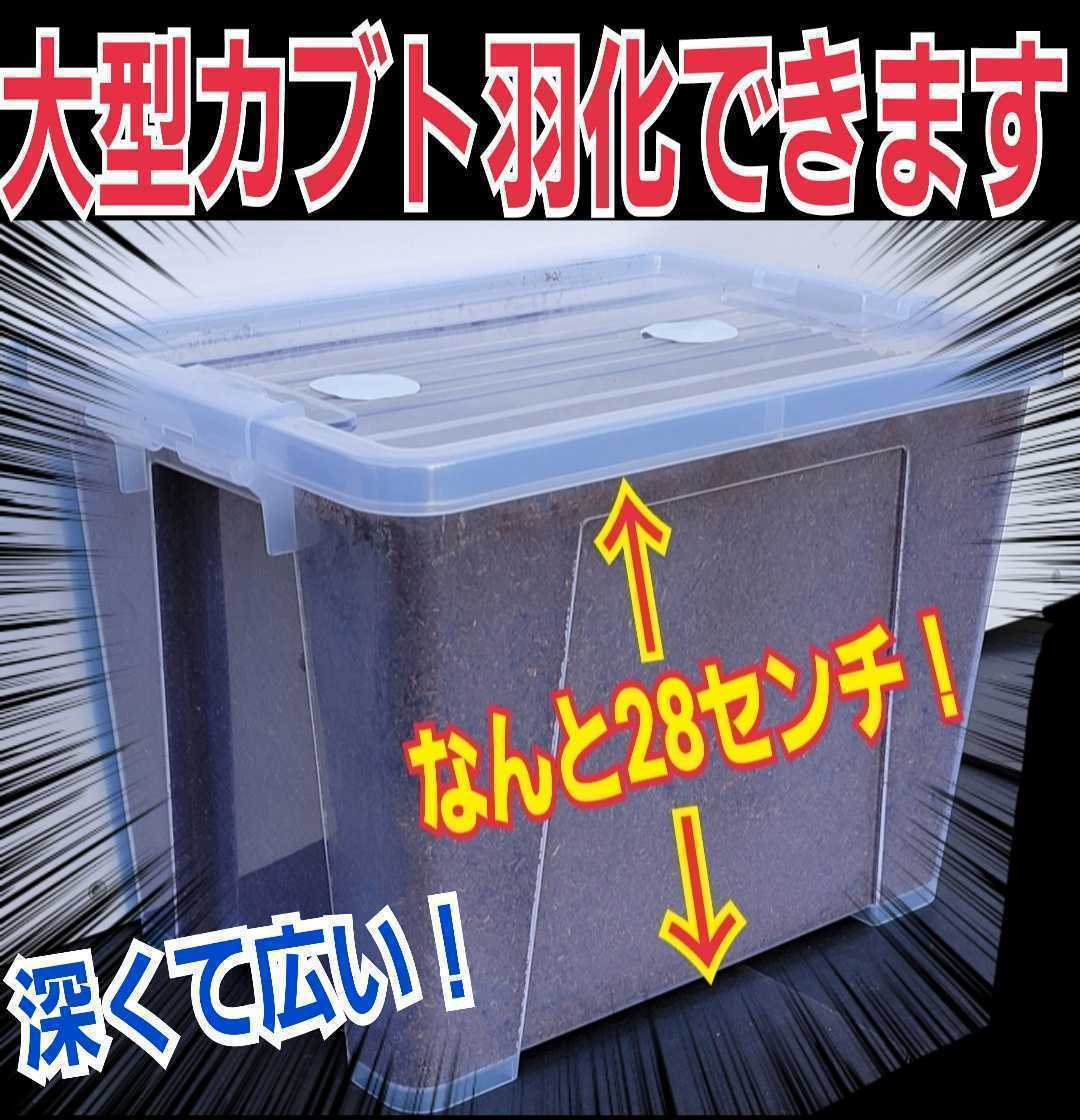 カブトムシの幼虫の防水ステッカー　ヘラクレス　赤ちゃん