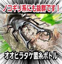 極上☆オオヒラタケ菌糸瓶1100ml【5本】トレハロース・ローヤルゼリー・アルギニン強化配合　1番菌(初菌)のみで作成　クヌギ100％オガ原料_画像10