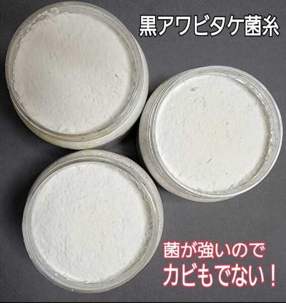 ニジイロクワガタに抜群!極上 黒アワビタケ菌糸瓶【3本】特殊アミノ酸強化!色虫、オオクワガタ、ヒラタの初令、2令幼虫にもお薦めです!