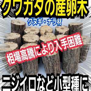 産卵木【4本】クヌギ・ナラ 細めでニジイロクワガタ・コクワなど小型種に最適!原木の相場高騰で入手困難!数量限定販売!直径7~10センチ