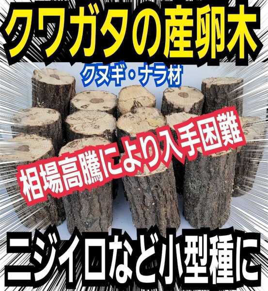 産卵木【6本】クヌギ・ナラ 菌糸がしっかりまわってます! 原木の相場高騰で入手困難!直径7~10センチ 埋め込みマットも同梱OK