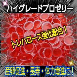 特選　昆虫ゼリー【100個】クワガタゼリー　カブトムシゼリー　産卵促進、長寿効果抜群！トレハロース強化配合！食べやすいワイドカップ