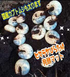 カブトムシ幼虫が大きくなる！　改良版　発酵マット【４袋】　産卵にも抜群　栄養添加剤配合　ギネスサイズ羽化実積多数　雑虫が湧きません