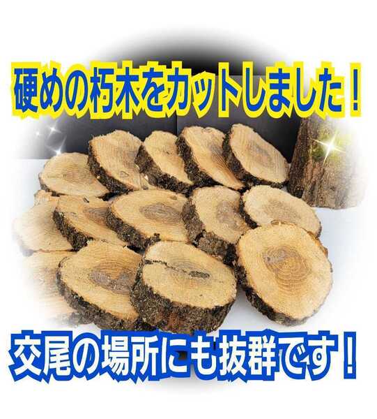 良質!クヌギ朽木の輪切り【5枚セット】カブトムシ、クワガタの交尾の場所に最適!足場、とまり木、転倒防止・ディスプレイにも抜群です!
