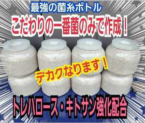 超ビックサイズ　2300ml　ヒマラヤひらたけ菌糸瓶【3本】　外産ヒラタやギラファなど大型クワガタ専用！トレハロース、キトサン強化配合！