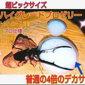 超ビックサイズ！特大65g【30個】ハイグレードクワガタゼリー　成分に拘わり抜いた最高峰　産卵促進・長寿・体力増進　カブトムシゼリー　