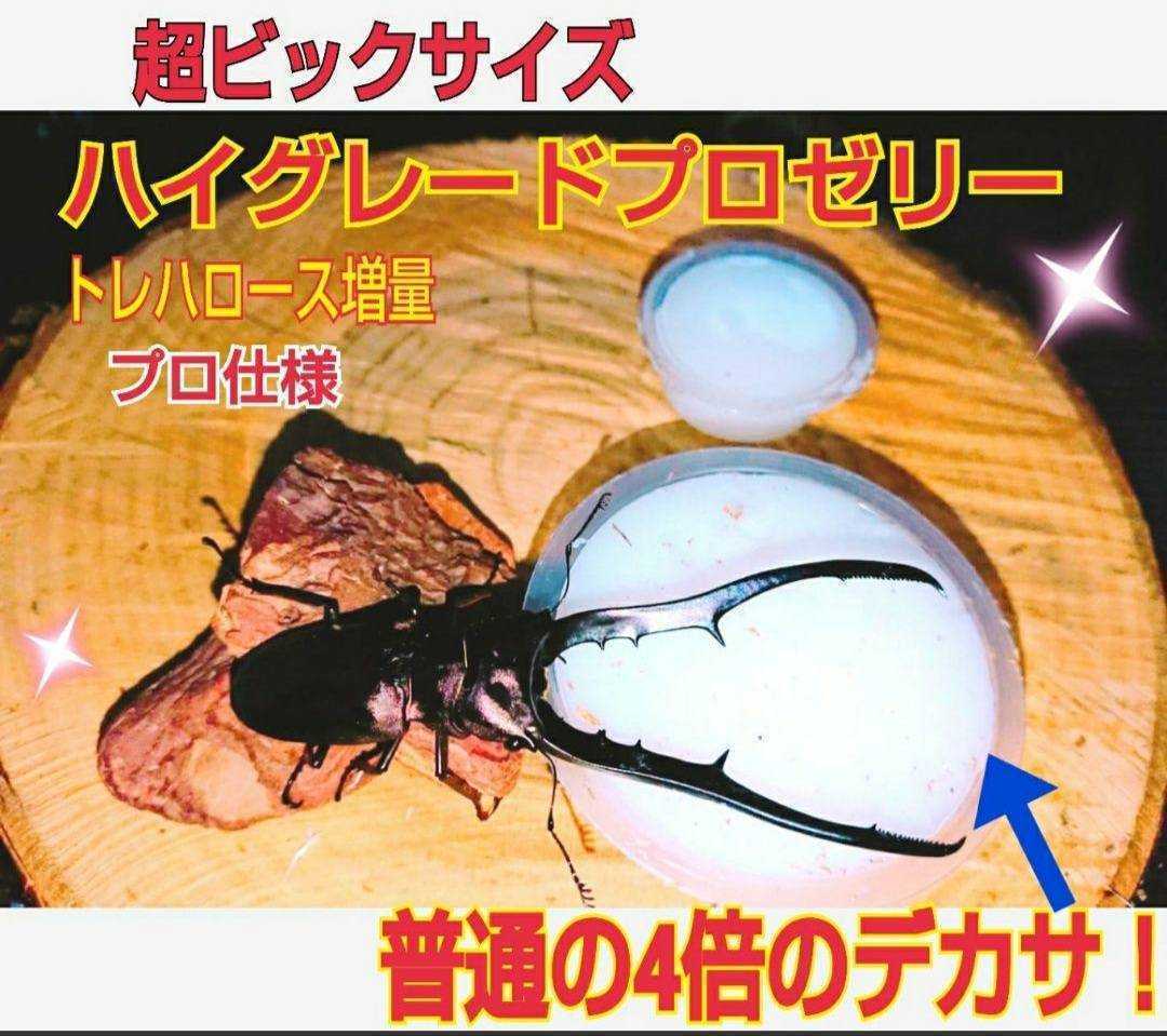 深くてデカイケース付き！外産カブトムシ専用特選プレミアム発酵