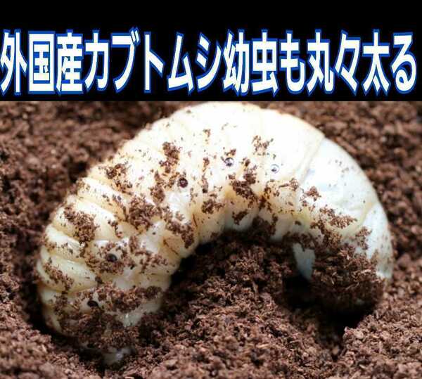 オオヒラタケ菌床天然発酵カブトムシマット(300L)自然界のバクテリアのみで完成しました！　天然に近い環境で幼虫を飼育したい方にお薦め