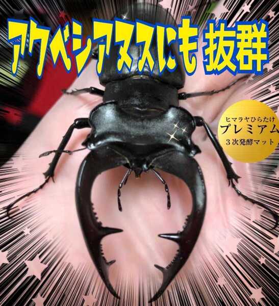 ミヤマクワガタに抜群! 進化した!プレミアム3次発酵マット【2袋】微粒子 トレハロース配合 産卵にも最適 ギネスサイズ羽化実績あり