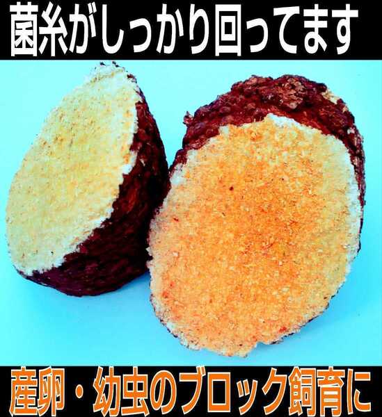 カブトムシ幼虫の栄養強化に! 椎茸菌床ブロック【10個】クヌギ100% ブロックのまま発酵マットに埋め込むだけで幼虫がモリモリ食べます!