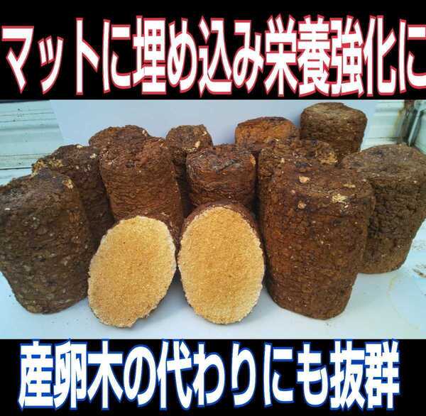 カブトムシ幼虫の栄養強化に! 椎茸菌床ブロック【8個】クヌギ100% ブロックのまま発酵マットに埋め込むだけで幼虫がモリモリ食べます!