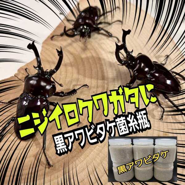 ニジイロクワガタ幼虫に抜群!極上!黒アワビタケ菌糸瓶【2本】特殊アミノ酸配合 オオクワ、ヒラタ、ギラファの初令、2令幼虫にもお薦め!