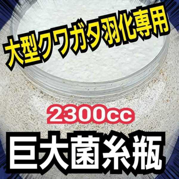 超ビックサイズ　2300ml　ヒマラヤひらたけ菌糸瓶【2本】　外産ヒラタやギラファなど大型クワガタ専用！トレハロース・キトサン強化配合！