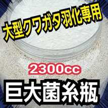 スーパービック　2300ml　ヒマラヤひらたけ菌糸瓶【5本】　外産ヒラタやギラファなど大型クワガタ専用！トレハロース・キトサン強化配合！_画像2