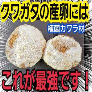 クワガタの産卵にはコレが最強です！植菌カワラ材【2本】タランドゥス・レギウス・オウゴンオニに！ドルクス系にも　植菌なのでカビない！