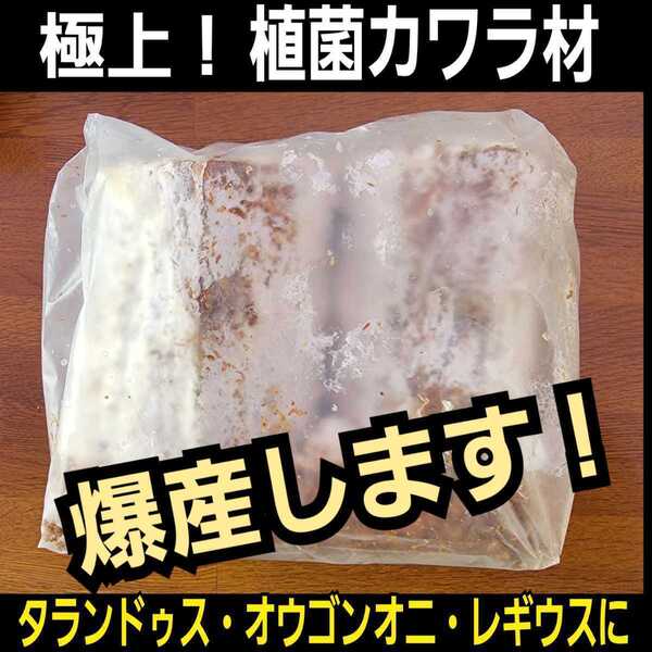 極上!植菌カワラ材【2本】クワガタの産卵にはコレが最強です!タランドゥス・レギウス・オウゴンオニに!ドルクス系にも!材がカビない!