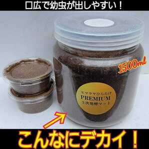 クワガタの幼虫を入れるだけ! 特大サイズ!1500mlクリアボトル入り プレミアム発酵マット【7本】栄養添加剤、共生バクテリア3倍配合