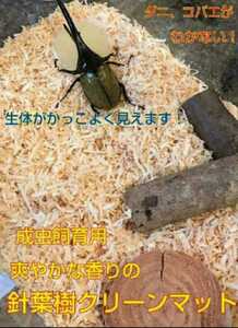  refreshing . fragrance. needle leaved tree mat [6 sack ] stag beetle, rhinoceros beetle. imago breeding is kore! case inside . bright becomes organism . cool well is seen! mites prevention also 