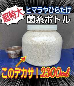 超ビックサイズ　2300ml　ヒマラヤひらたけ菌糸瓶【5本】　外産ヒラタやギラファなど大型クワガタ専用！トレハロース、キトサン強化配合！