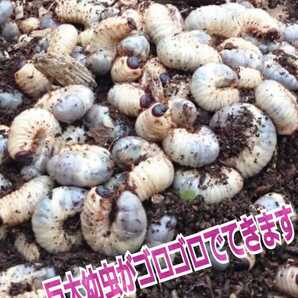 オオヒラタケ菌床天然発酵カブトムシマット(50L)自然界のバクテリアのみで完成しました! 天然に近い環境で幼虫を飼育したい方にお薦め!