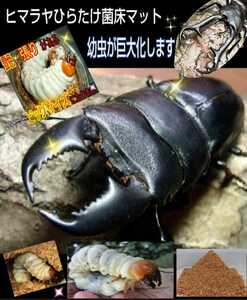  stag beetle larva exclusive use improvement version!. floor crushing mat bin .... only o ok wa, common ta,nijiiro.! the first . from feather . till OK. thread. ... squirrel .