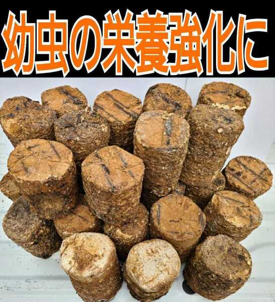 カブトムシ幼虫の栄養強化に!椎茸菌床ブロック【3個】クヌギ100% ブロックのまま発酵マットに埋め込むだけで幼虫がモリモリ食べます!