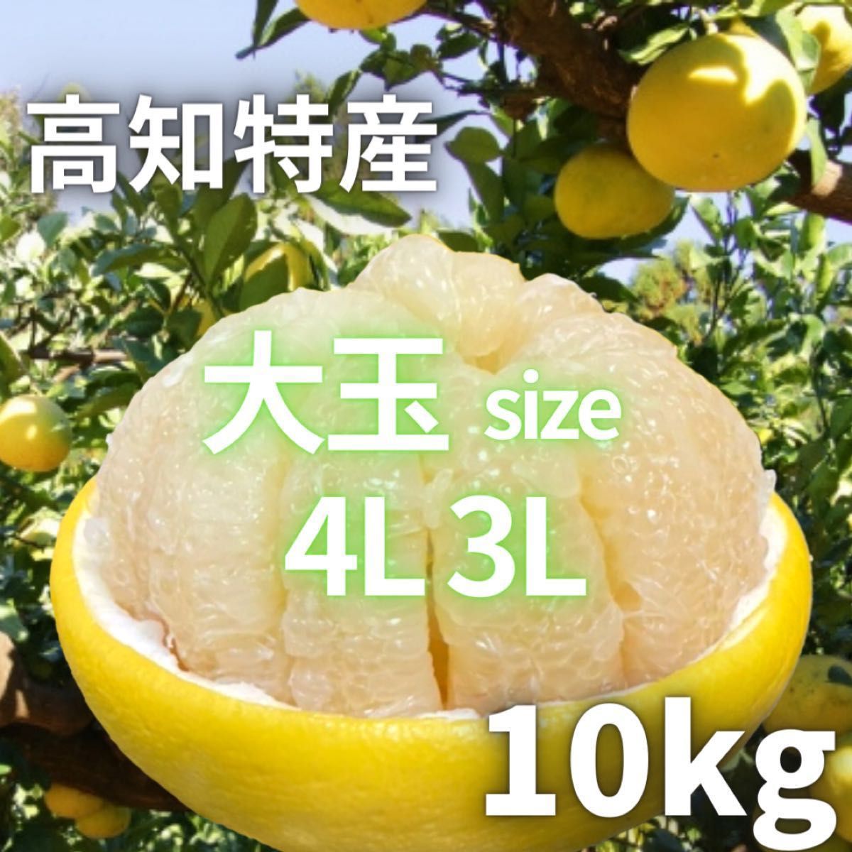 大人気の 高知特産 土佐文旦 2L〜L約5㎏ 文旦 champs21.com