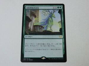 MTG 美品 【指数関数的成長】 （レア） STX 日 4枚迄