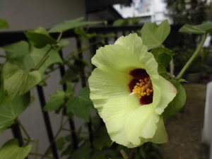 ヤフオク 綿の種の中古品 新品 未使用品一覧 ヤフオク 綿の種の中古品 新品 未使用品一覧