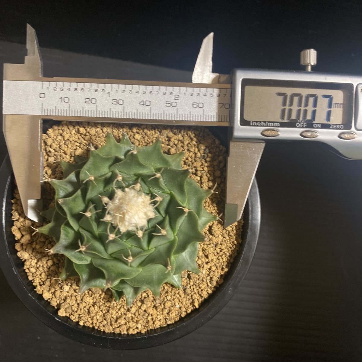 多肉植物 サボテン オブレゴニア・デニグリー帝冠実生 10株セット販売 ...