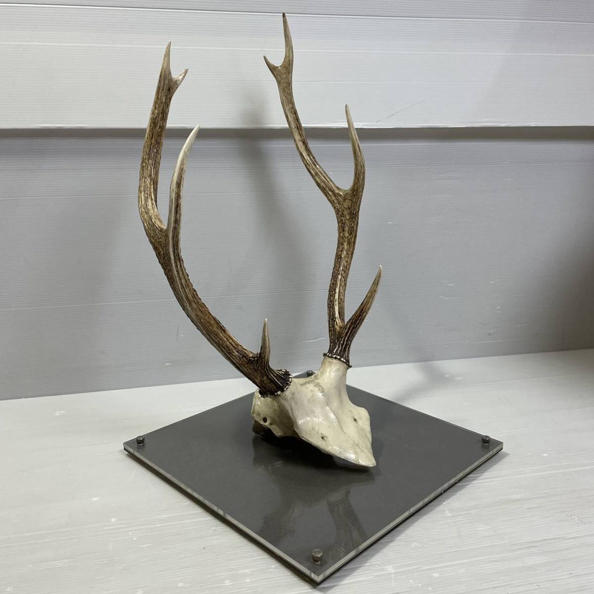ヤフオク! -鹿 壁 オブジェの中古品・新品・未使用品一覧