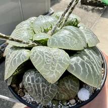 多肉植物 ハオルチア 水晶コンプト101種子 100粒_画像2