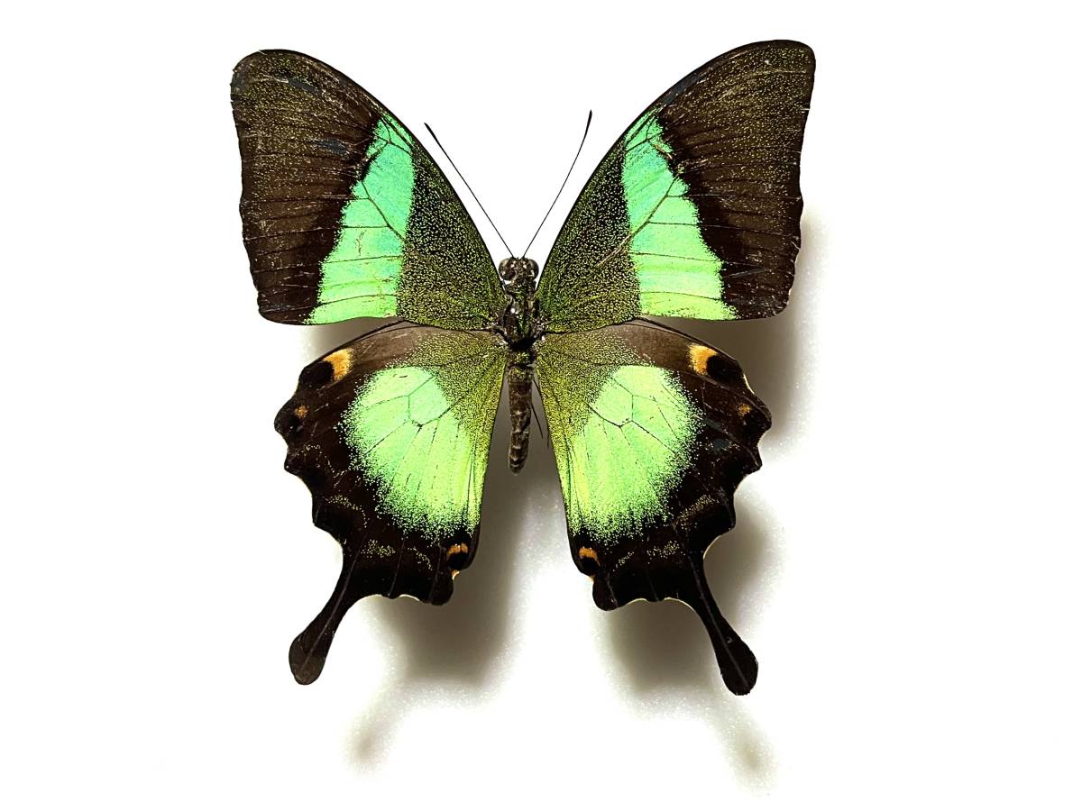 珍品新種オーストラリアオナシアゲハ 外国産蝶標本-