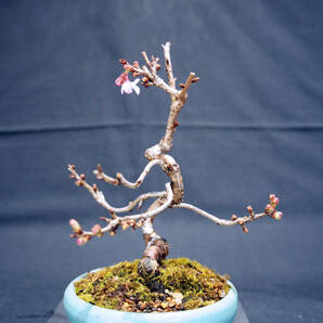 桜 十月桜 (ジュウガツザクラ) 盆栽 奥行13cm 横幅12cm 高さ19.5cmの画像6