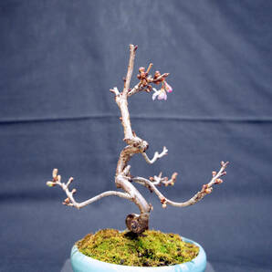 桜 十月桜 (ジュウガツザクラ) 盆栽 奥行13cm 横幅12cm 高さ19.5cmの画像7