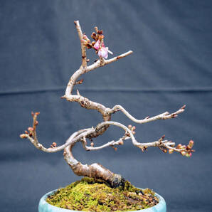 桜 十月桜 (ジュウガツザクラ) 盆栽 奥行13cm 横幅12cm 高さ19.5cmの画像4
