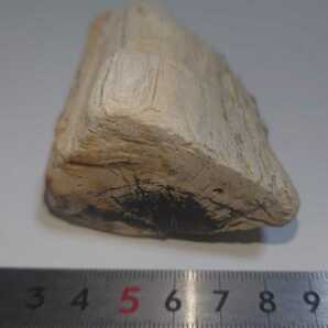 ＊珪化木(黒めのう付き) 茨城県産 国産鉱物化石標本の画像7