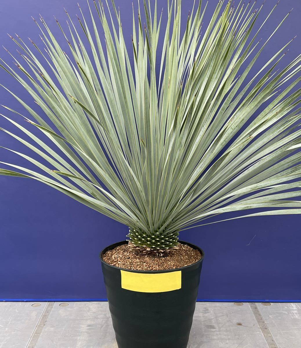 ヤフオク! -「yucca rostrata」(観葉植物) の落札相場・落札価格