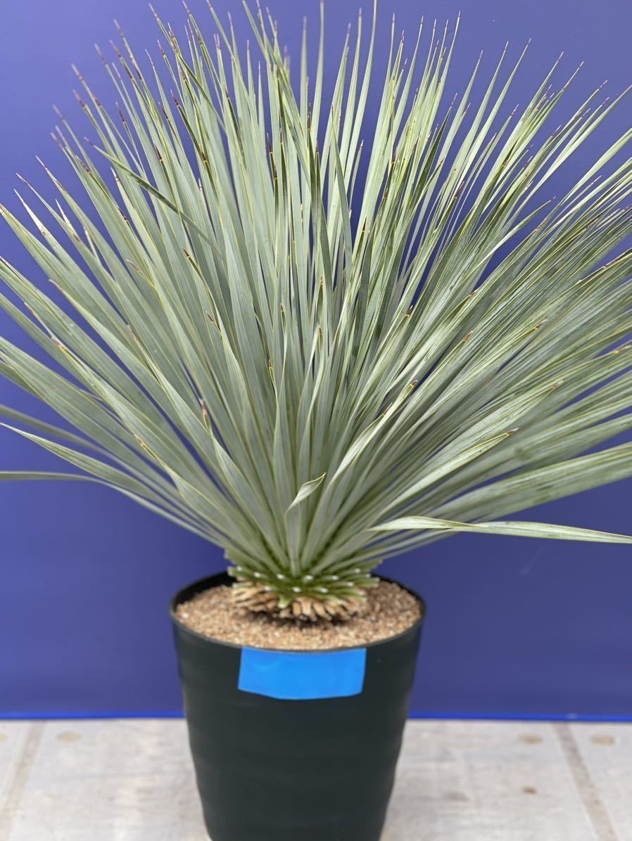 ヤフオク! -「yucca rostrata」(観葉植物) の落札相場・落札価格