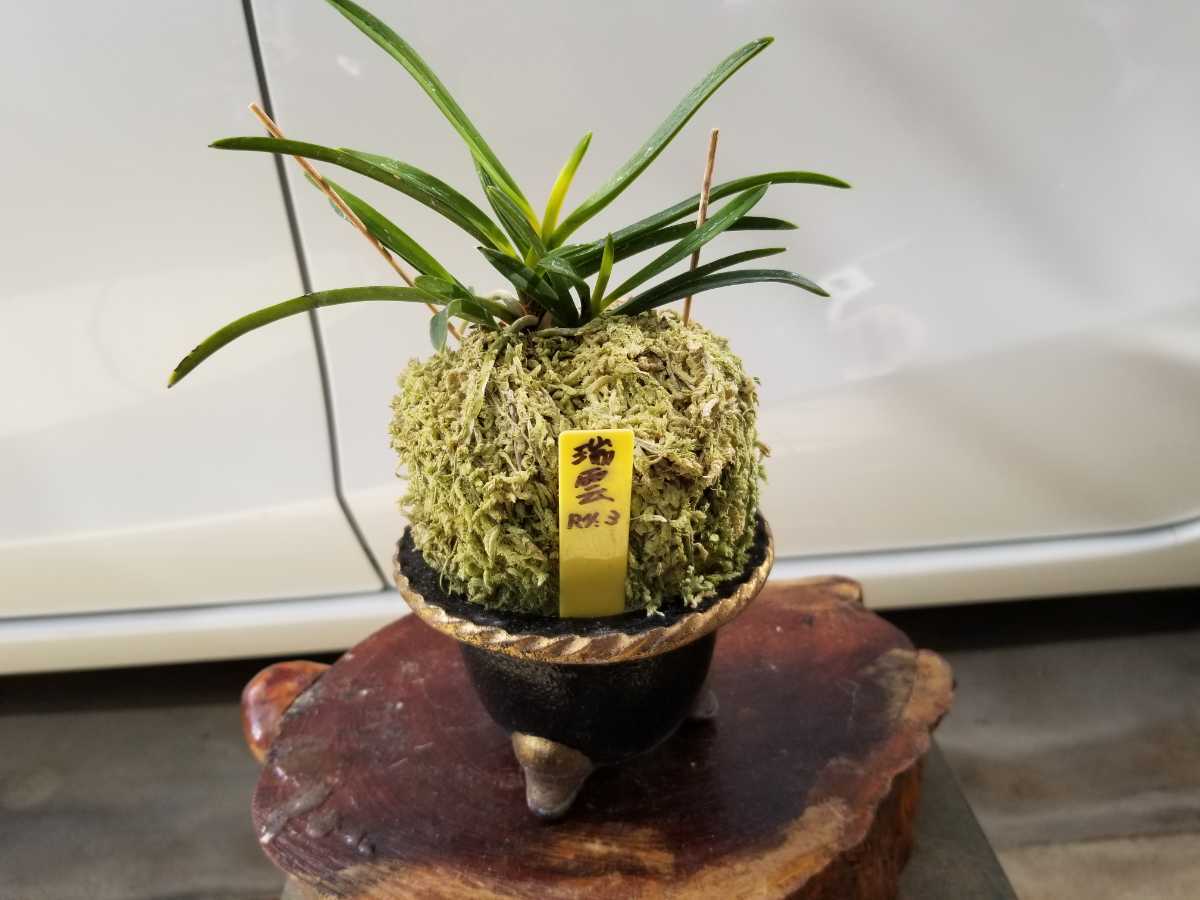 風蘭 富貴蘭 観葉植物 東洋欄 山野草 花 苗 鉢 父の日 母の日 敬老の日