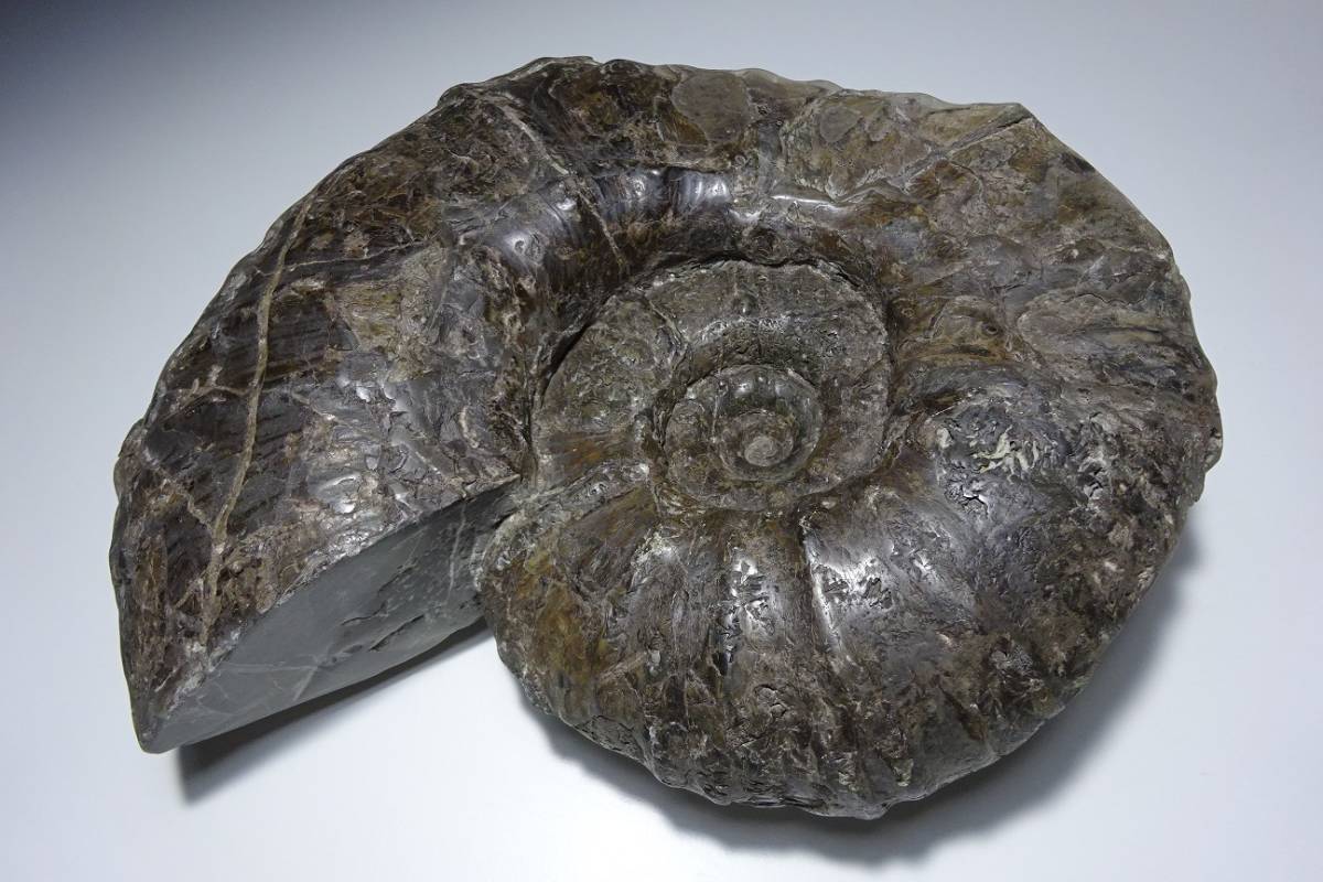 化石 アンモナイト 幅13.5cm 高さ18.5cm 奥行6.0cm 約3.0kg ノジュール