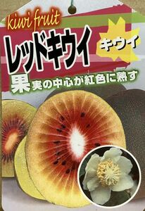 虹色レッド キウイフルーツ 苗木雌木1本雄木1本