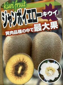  huge . kiwi fruit jumbo yellow kiwi fruit fruit sapling female tree 1 pcs male tree 1 pcs 