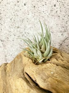 【Frontier Plants】 【現品】チランジア・カウツキー T. kautskyi【A】 ブロメリア エアプランツ