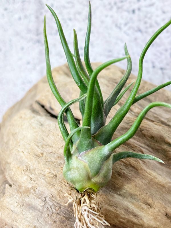 チランジア タイニーダンサー(Tillandsia 'Tiny Duncer') インテリア ...